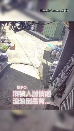 【狗版古惑仔？】一群浪浪集結家門前　網：狗都比我多朋友...