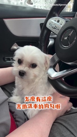 【抖到停不下來】洗車秒變膽小鬼！小狗縮爸爸膝蓋「無辜大眼」狂發抖