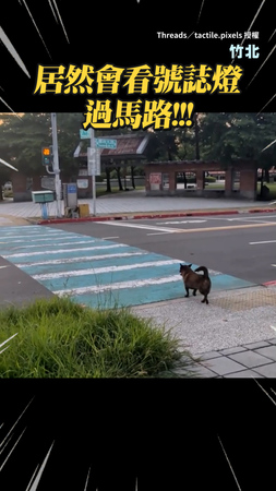 【這隻交大畢業的？】竹北狗狗竟會看號誌燈　左右查看來車加速過馬路