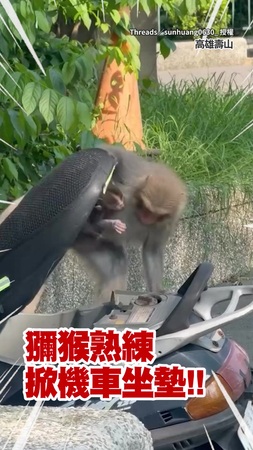 【高雄壽山日常？】獼猴揹小猴熟練掀機車坐墊　咬破寶特瓶喝水解渴