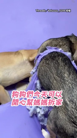 【今天是什麼好日子？】床墊要報廢媽媽懶得剪　派2狗狗幫忙「拆家」