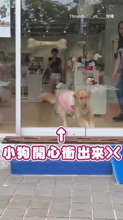 【牠叫Happy卻不Happy】阿金一頭撞上門　當場懷疑狗生XD