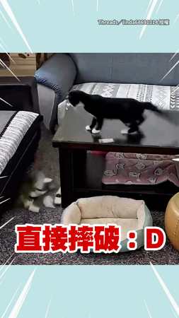 【有二哈血統？】賓士貓手癢把碗慢慢推下桌　碗碎掉自己還嚇一跳