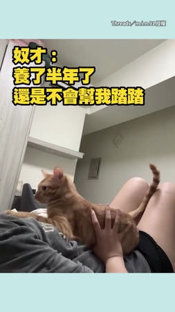 【這兩腳獸又想幹嘛】橘貓養了半年還是不會踏踏　奴才只好手動實現願望XD