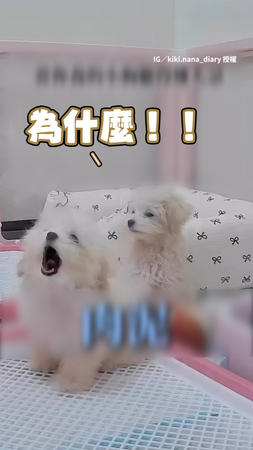 【居然聽得懂】小狗不乖沒有肉泥吃 超大聲抗議還裝可憐