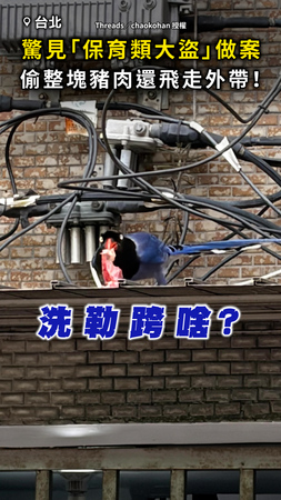 【保育類大盜】市場驚見台灣藍鵲做案！ 偷整塊豬肉飛走外帶