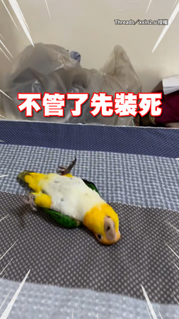 【知道錯了下次還敢】鸚鵡做錯事被媽媽唸　直接躺平裝死XD