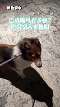 【懷疑狗生】喜樂蒂傻眼！　遭颱風強制吹整變身羽毛球