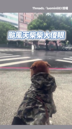 【懷疑柴生】說好的颱風必出門呢？柴柴大傻眼：怎麼只有我一隻？