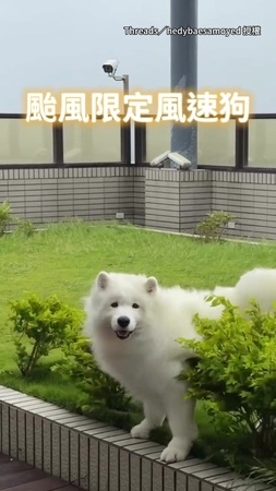 【風中小霸王】薩摩耶狂風中燦笑還開心狂奔！