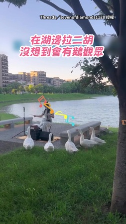 【找到「鵝」知音】湖邊拉二胡！吸引了5隻鵝圍著聽音樂
