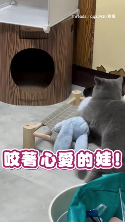 【兔兔不能離開我QQ】貓咪走到哪叼到哪　連休息都要抱著娃娃❤