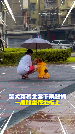 【不肯回家】颱風天街上只有「人柴兩溼」！柴犬一屁股坐下打死不走XD
