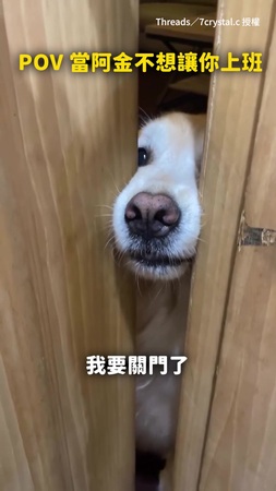 【最捨不得你的那種狗勾】當黃金獵犬不想讓你去上班 能關上門肯定有練過！