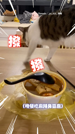 【這什麼味道】晚餐吃麻辣臭豆腐！貓咪一旁伸毛毛手狂做撥貓砂動作XD