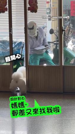 【眼裡只有郵差叔叔】小狗見郵差超開心　超萌小跳步收信融化網友