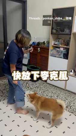 【不要唱了】媽站客廳高歌 柴柴狂咬褲管阻止XD