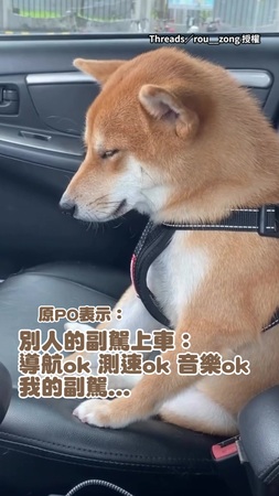 【偶只負責可愛】柴犬坐副駕「度估」 還會被自己嚇醒XD