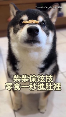 【肉肉消失術】柴犬一口秒收鼻子上的零食！速度快到來不及看