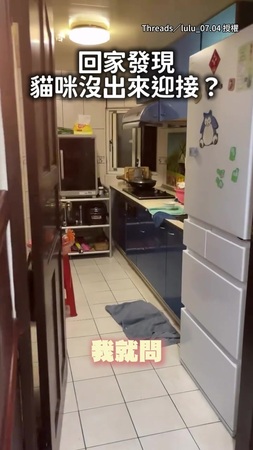 【完全沒在聽】貓咪被關陽台求救！一進來無視媽媽的碎碎唸XD