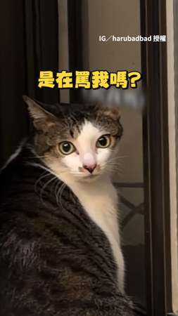 【妳剛罵我？】貓貓開窗媽秒唸冷氣不用錢　牠無辜轉頭眼神質問