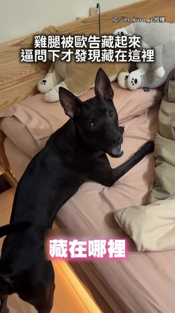 【怕你餓到】歐告偷偷把雞腿藏起來！主人逼問才發現在枕頭下XD