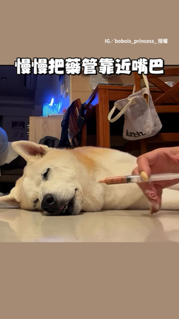【手速有夠快】姐趁狗熟睡悄悄走到身邊 快狠準將藥送入口中