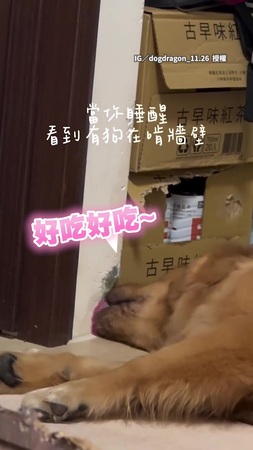 【家會被吃垮（物理）】阿金偷啃牆壁被媽抓包　牠一臉問號超無辜XD