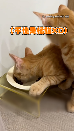 【不要跟我搶】橘貓「單手擋碗」埋頭狂吃飼料 半顆也不分同伴