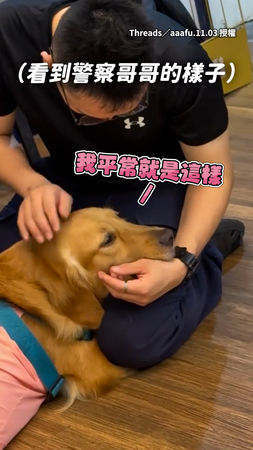 【形象還是要顧的】黃金獵犬見到警察哥哥秒變淑女