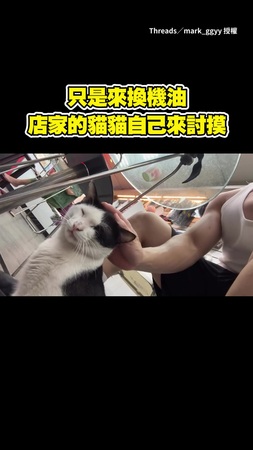 【要融化了】只是來換機油　被黏人店貓瘋狂討摸❤