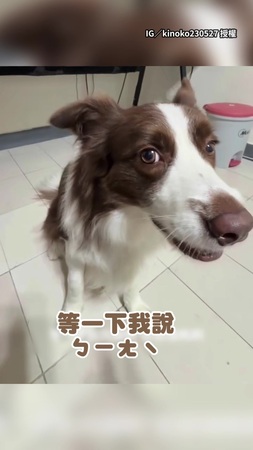 【教一次就會？！】邊牧聽奴才指示「ㄅㄧㄤˋ」 馬上嗷嗚叫還倒地翻滾XD
