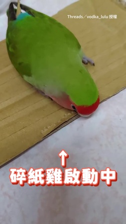 【16歲碎紙雞】一口咬爛千元鈔　主人荷包先哭了QQ