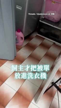 【塞滿洗衣機】被單丟進洗衣機後找不到主子　竟是在裡面慵懶躺平