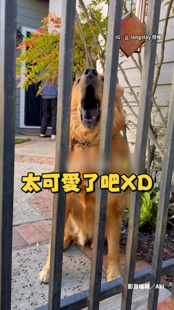 【終於回來了】狗狗兩周沒見爸媽 激動狂說話發出嘤嘤聲