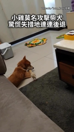 【「別過來啦！」】小雞步步逼近 柴犬一路倒退超無助