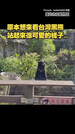 【會不會太接地氣】到動物園想看萌萌的台灣黑熊　沒想到牠竟霸氣89蹲XD