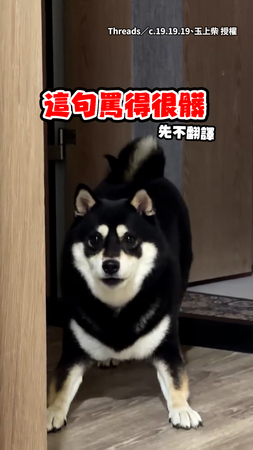 【感覺罵很髒XD】黑柴上廁所出來發現被拍嚇到爆氣罵人！