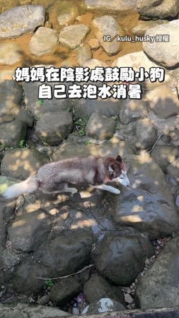 【太聰明了吧】媽媽瘋狂鼓勵！黏人哈士奇聽話自己去玩水