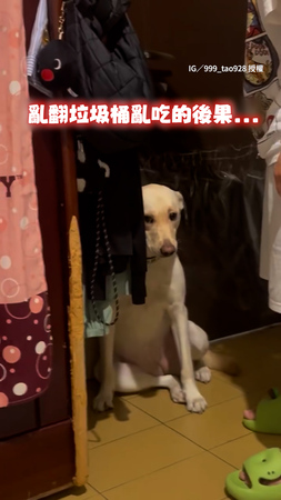 【偶知道錯了嘛...】狗狗亂翻垃圾桶被罵　牠委屈求原諒→煩躁不想聽XD