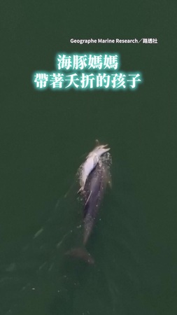 【願母愛被世界溫柔以待】令人心碎的羈絆！　西澳母海豚背亡子漂流11天