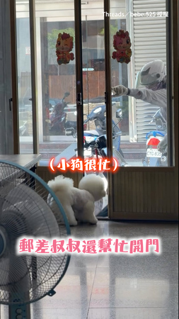 【有我的信嗎？】快樂小狗衝門口搶幫收信！郵差叔叔親自下車彎腰拿給牠♥