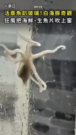 【活章魚趴玻璃？】白海豚奇觀！狂風把海鮮吹上窗 生魚片也湊熱鬧