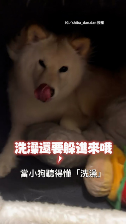 【快逃Ｒ～】長毛白柴聽「洗澡」關鍵字！馬上轉身躲進狗屋XD