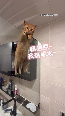 【等不及了】洗澡洗到一半抬頭　喵主子隔著玻璃求餵蓮蓬頭水