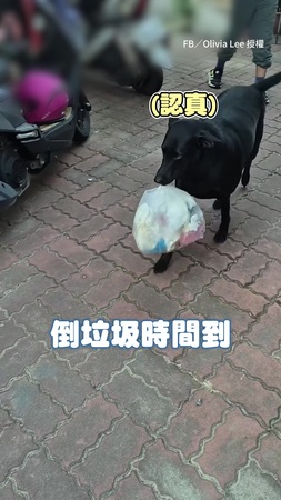 【倒垃圾小幫手】歐告乖乖聽指令精準放下垃圾！