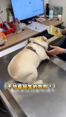 【興奮到扭屁股】法鬥超喜歡人類！連打針看醫生都超開心❤️