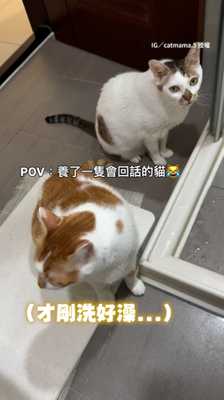 【愛回話的貓】媽洗完澡貓貓立刻報到　不停說話各種回應超級萌❤️