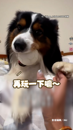 【再玩一下啦】狗狗狂丟球讓媽撿 你丟我撿的角色直接互換XD