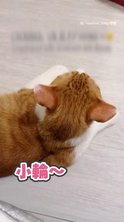 【妳叫偶嗎～】奴才呼喚貓貓名字　牠秒抬頭眼神萌到快融化❤️
